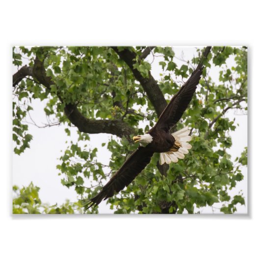 Eagle Wingspan Foto Afdruk (Voorkant)