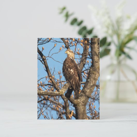 Eagle Youngster Briefkaart (Staand voorkant)