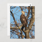 Eagle Youngster Briefkaart (Voorkant / Achterkant)