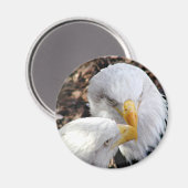 eagles magneet (Voorkant / Achterkant)