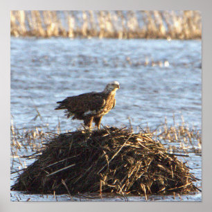 Eagles Photo Poster