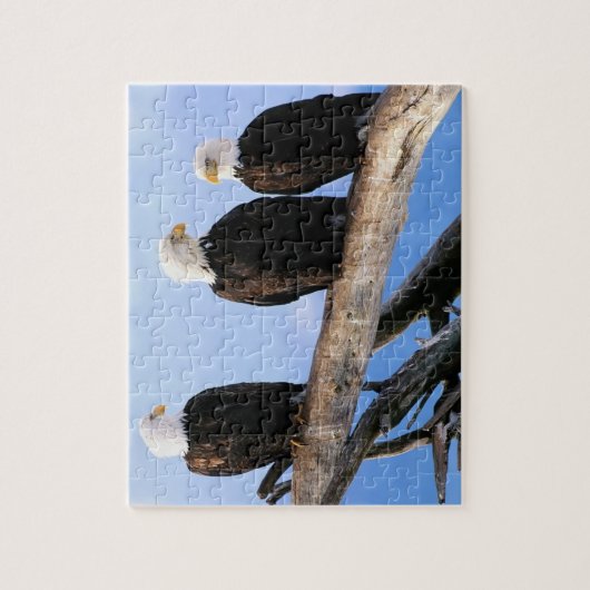 Eagles Puzzle (Vertical)