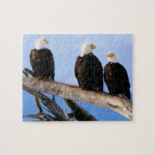 Eagles Puzzle Legpuzzel