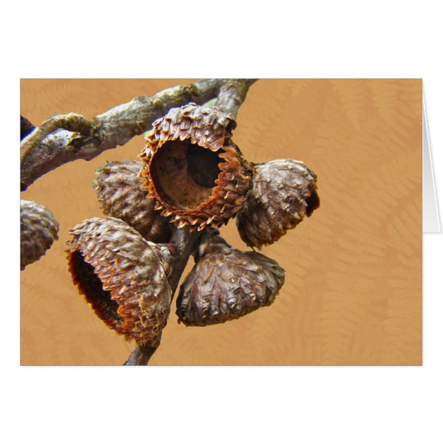 Eak Acorn-Petten (Voorkant Horizontaal)