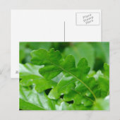 Eak Leaves Briefkaart (Voorkant / Achterkant)