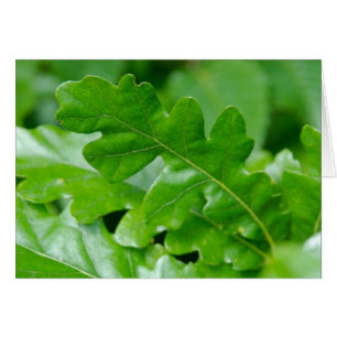 Eak Leaves in Spring