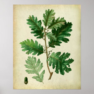 Eak Leaves no.3 Farmhouse Wall Art Poster