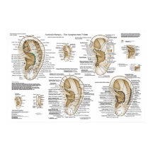 Ear Acupunctie Europees Systeem Auriculotherapie