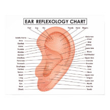 Ear Reflexology Chart 20" x 16", (Matte) Poster