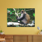 Ear Tagged Samango Monkey Canvas Afdruk (Insitu (Woonkamer))