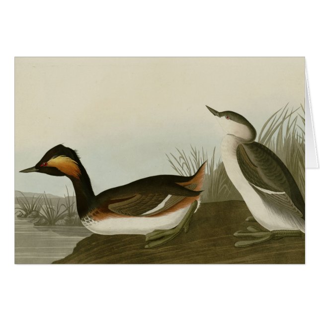 Eared Grebe (Voorkant Horizontaal)