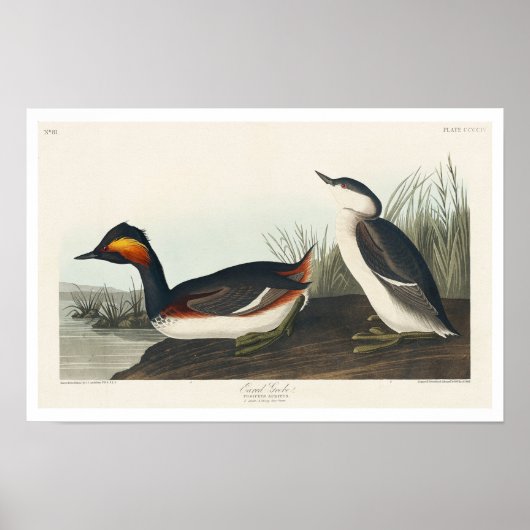 Eared Grebe par Audubon Poster (Devant)