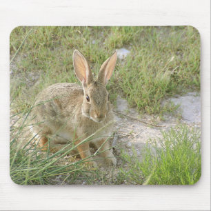 Early Evening Bunny Muismat