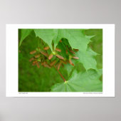 Early Maple Seeds #4352 Poster (Voorkant)
