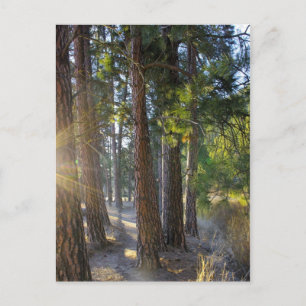 Early Morning Hike Briefkaart