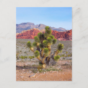 Early Morning Light in Red Rock Canyon Briefkaart