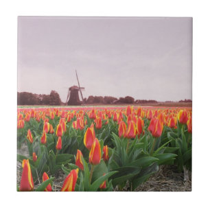Early Morning Oranje Tulip Field Windmill Holland Tegeltje