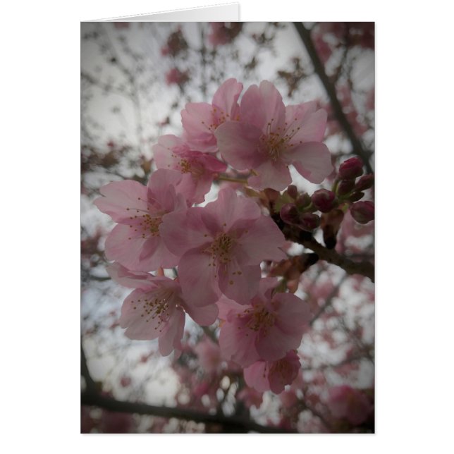Early sakura blosans (Voorkant)