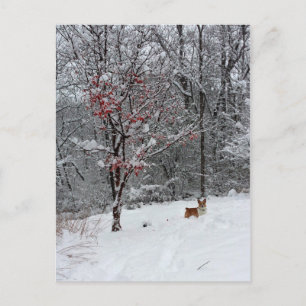 Early Snow: Corgi Postcard Briefkaart