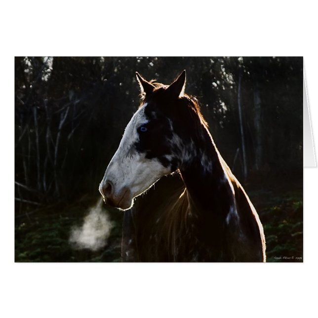 EarlyMornBlues (Devant horizontal)