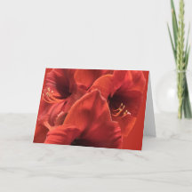 Earth Ruby Red Amaryllis Closeup Afbeelding