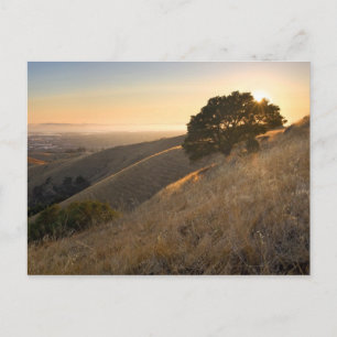 East Bay Hills in Summer Briefkaart
