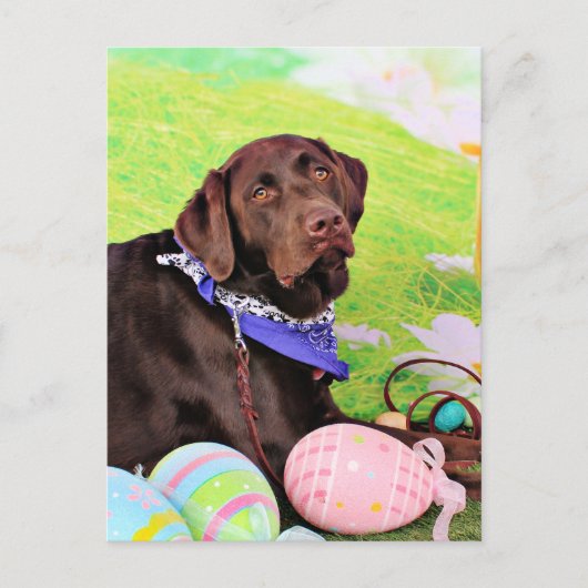 Easter - Chocolate Labrador - Hershey Feestdagenkaart (Voorkant)