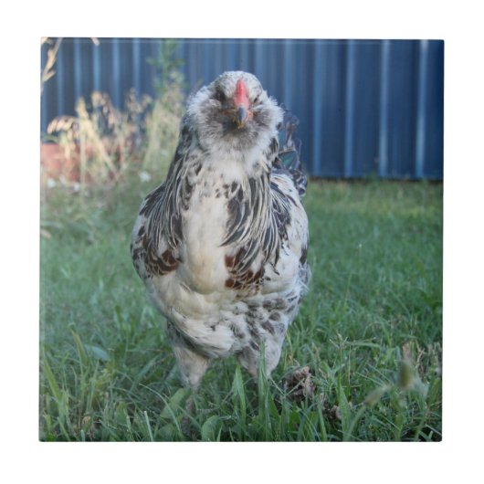 Easter Egger Rooster Tegeltje (Voorkant)