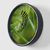Eastern Black Swallowtail Caterpillar Clock (Hoek)