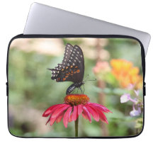 Eastern Black Swallowtail op Cone Flower