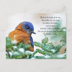 Eastern Bluebird Briefkaart Matthew 6:26