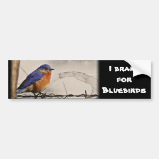 Eastern Bluebird Foto Bumpersticker
