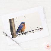 Eastern Bluebird Foto Rechthoekige Sticker (Envelop)