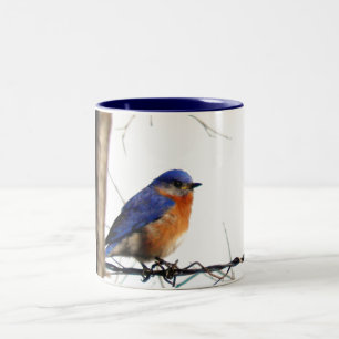 Eastern Bluebird Foto Tweekleurige Koffiemok