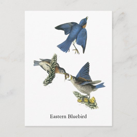 Eastern Bluebird, John Audubon Briefkaart (Voorkant)