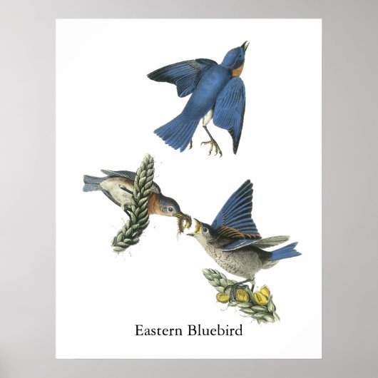 Eastern Bluebird, John Audubon Poster (Voorkant)