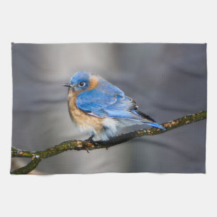 Eastern Bluebird Kitchen Towel Theedoek