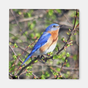 Eastern Bluebird Magnet Magneet