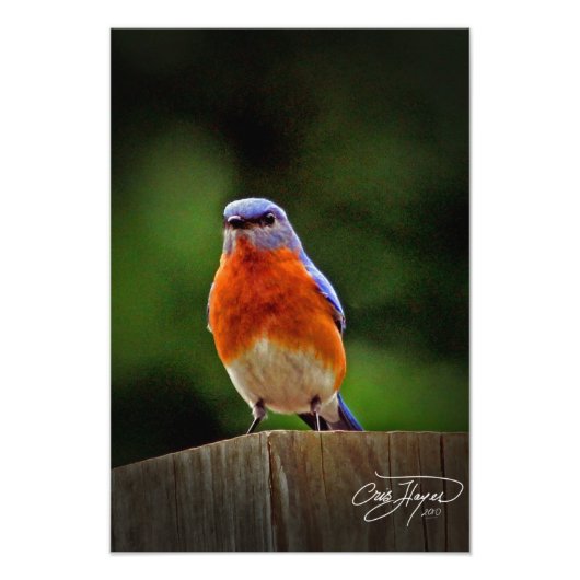 Eastern Bluebird Wall Decor Foto Afdruk (Voorkant)