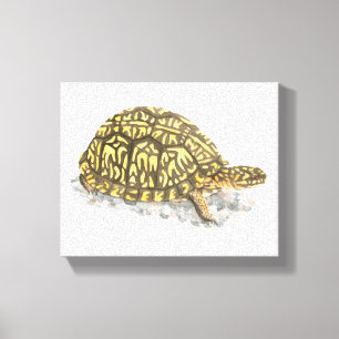 Eastern Box Turtle Canvas druk Afdruk