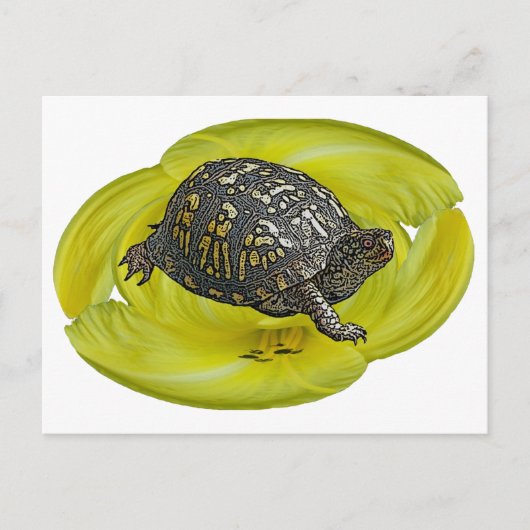 Eastern Box Turtle Coordinating Items Briefkaart (Voorkant)