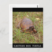 Eastern Box Turtle (North Carolina en Tennessee) Briefkaart (Voorkant / Achterkant)