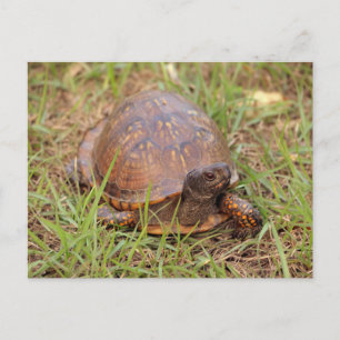 Eastern Box Turtle (North Carolina en Tennessee) Briefkaart