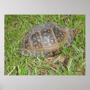 Eastern Box Turtle Peking Poster