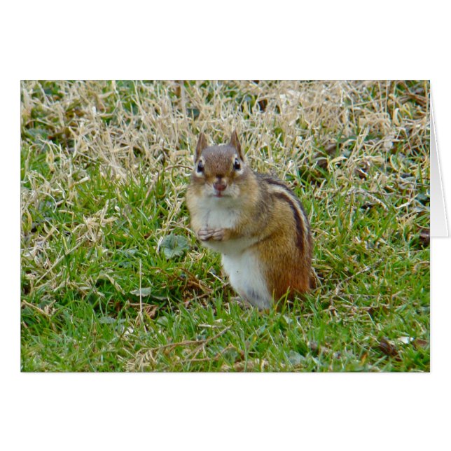 Eastern Chipmunk (Devant horizontal)