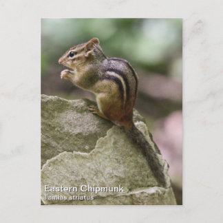 Eastern Chipmunk Briefkaart