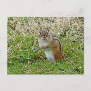 Eastern Chipmunk Briefkaart