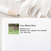 Eastern Chipmunk Etiket (Insitu)