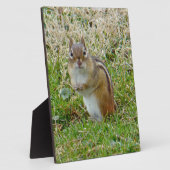 Eastern Chipmunk Fotoplaat (Zijkant)