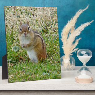 Eastern Chipmunk Fotoplaat